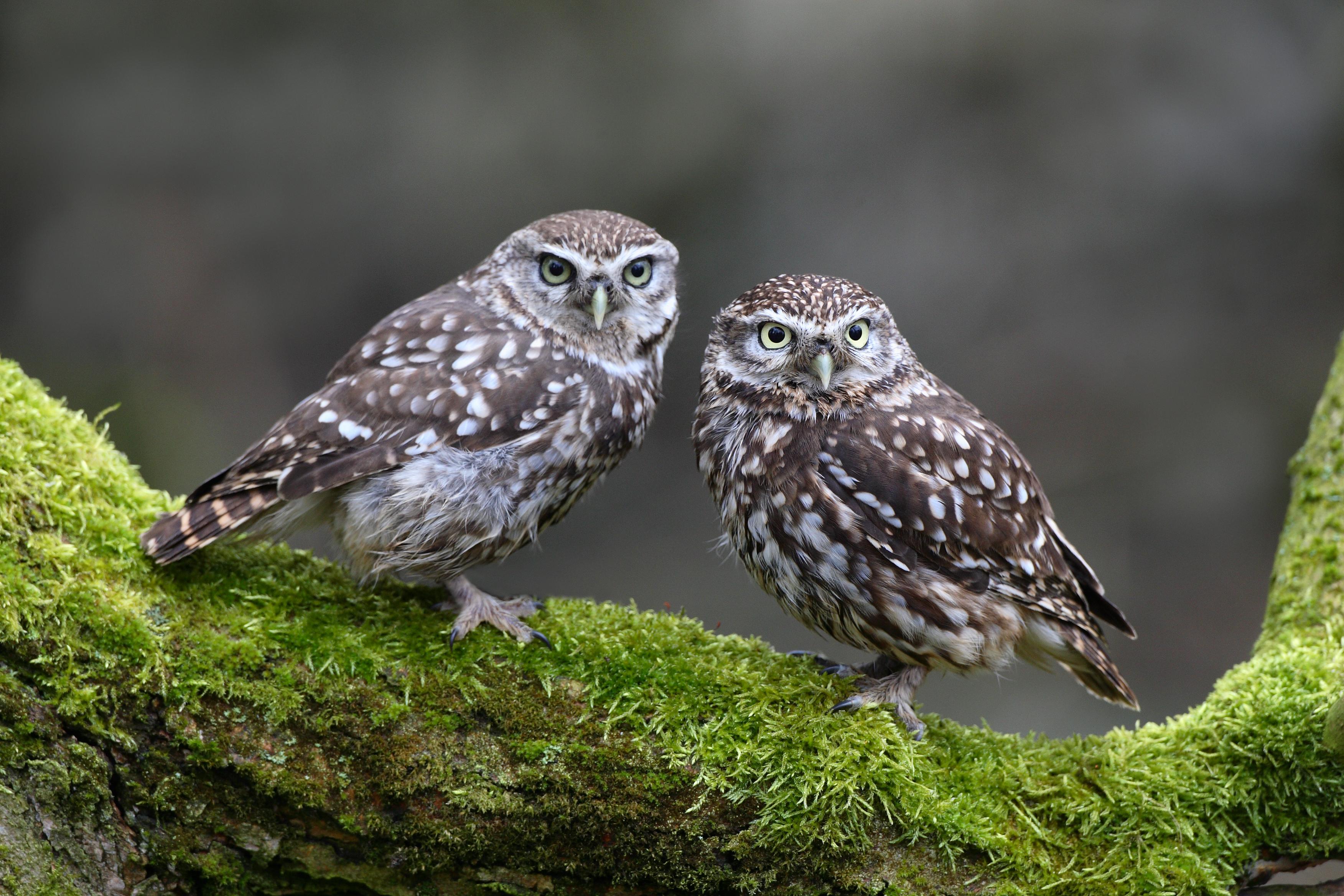 la CdC du Perche : Rendez-vous nature (causerie et promenade) / Chouettes, hiboux, chauves-souris et autres animaux de la nuit