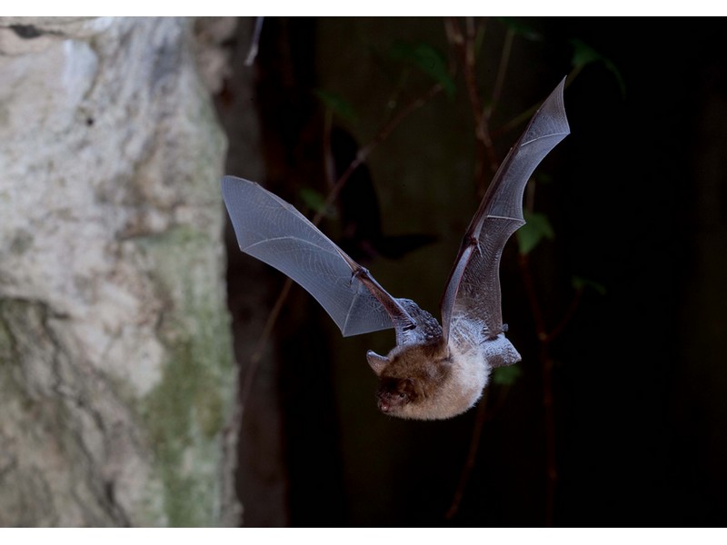 la CdC du Perche : Rendez-vous nature :  À la découverte des chauves-souris du Perche
