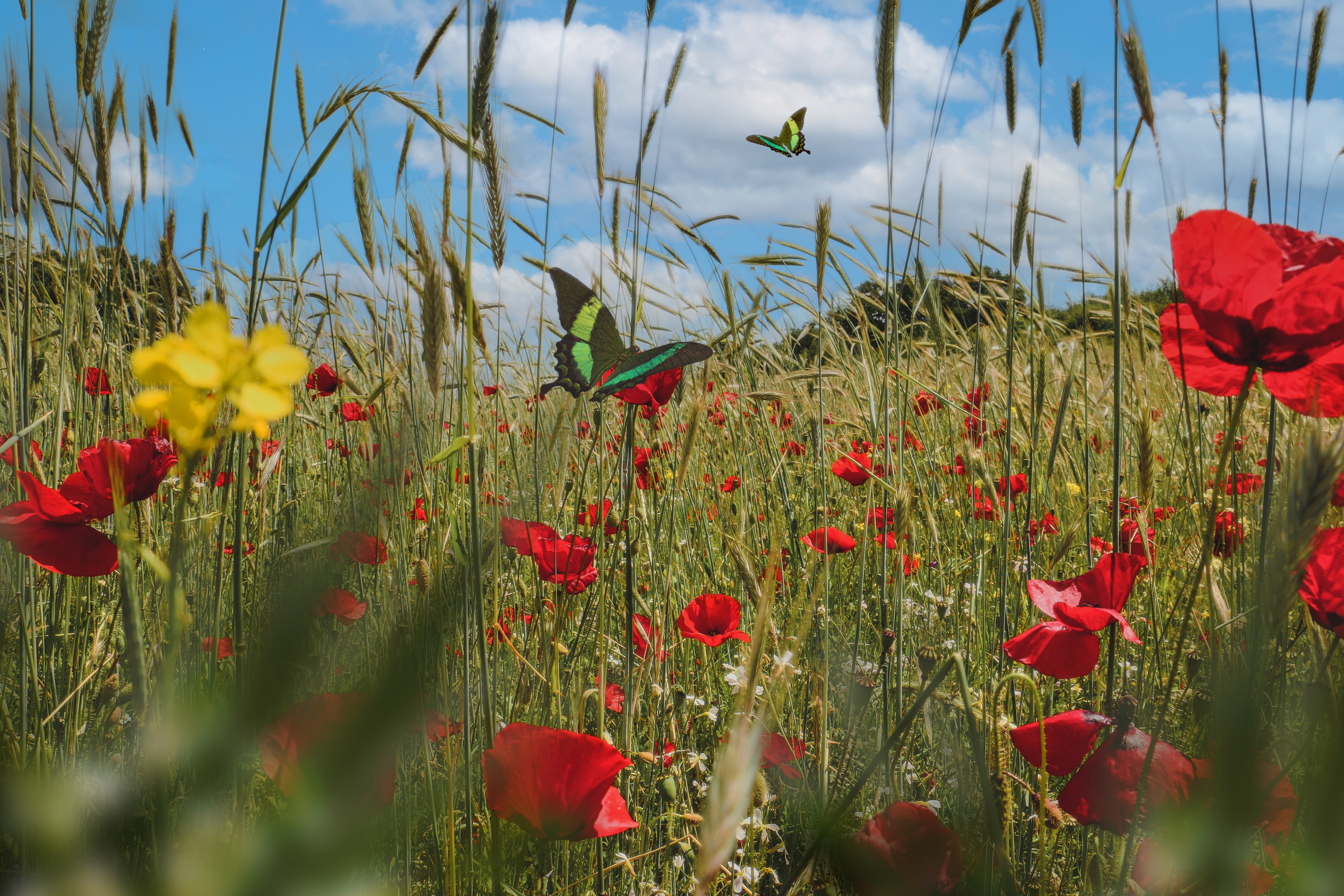 Fête du coquelicot