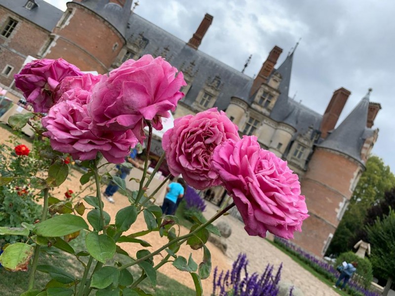Les Roses Royales